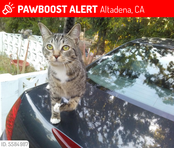 Lost Female Cat last seen E. Las Flores Dr./Fair Oaks, Altadena, CA 91001