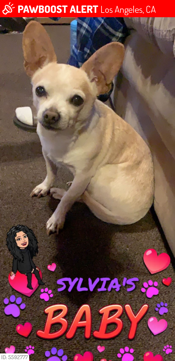 Lost Male Dog last seen Near N Broadway & Lincoln Park Ave, Los Angeles, CA 90031