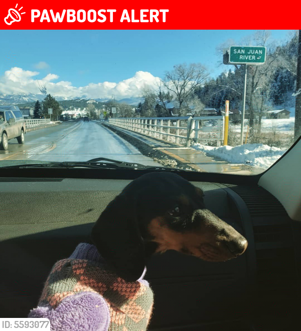 Lost Female Dog last seen Near Swope Ave & E Monument St, Colorado Springs, CO 80909