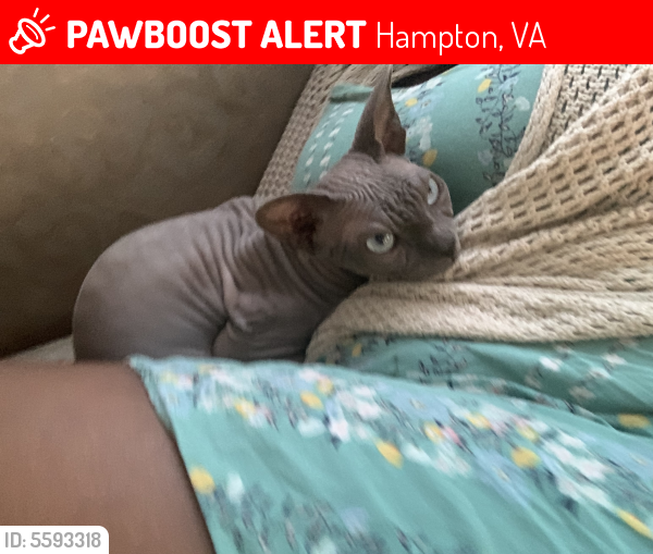 Lost Male Cat last seen Near Westover St & Roland Dr, Hampton, VA 23669