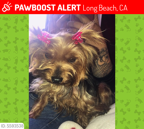 Deceased Female Dog last seen Near E 69th St & Muriel Ave, Long Beach, CA 90805