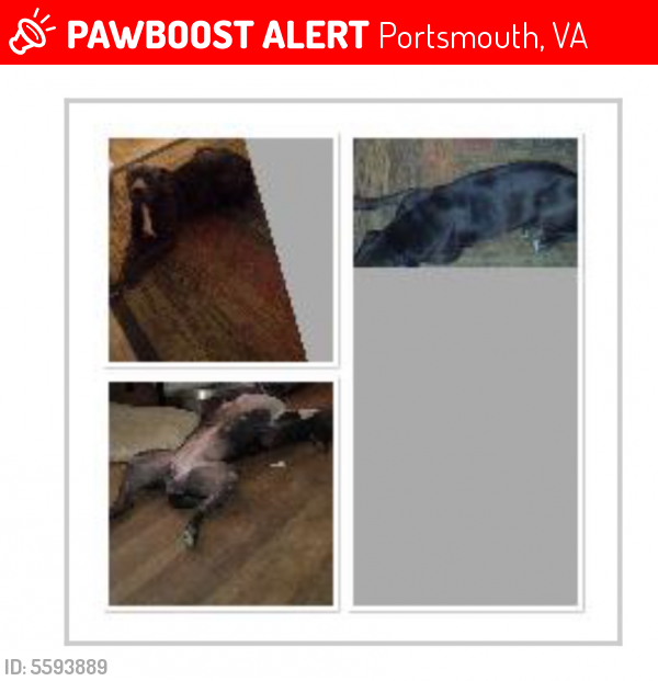 Lost Female Dog last seen Near Magnolia Dr & Towne Point Rd, Portsmouth, VA 23703