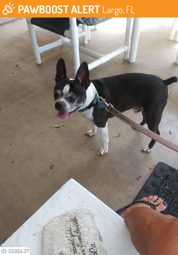 Found/Stray Female Dog last seen Running across Seminole Boulevard by the Largo Mall in Largo Florida, Largo, FL 33771