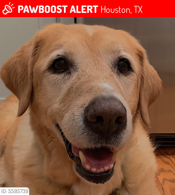 Deceased Female Dog last seen Near Bellewood Dr & Wirt Rd, Houston, TX 77055