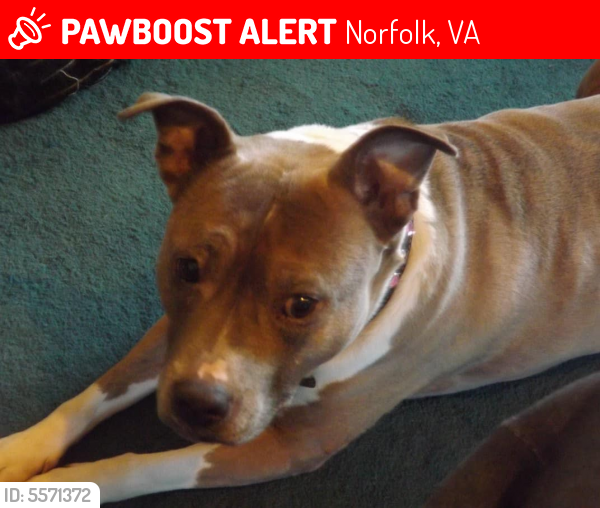 Lost Female Dog last seen Near Halprin Dr & Dominion Ave (Roosevelt Gardens Area), Norfolk, VA 23518
