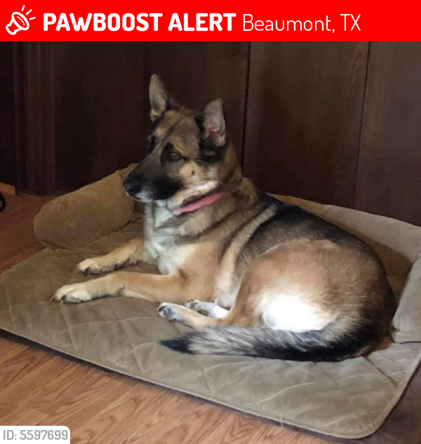 Lost Female Dog last seen Near Executive Blvd & Corporate Dr, Beaumont, TX 77705