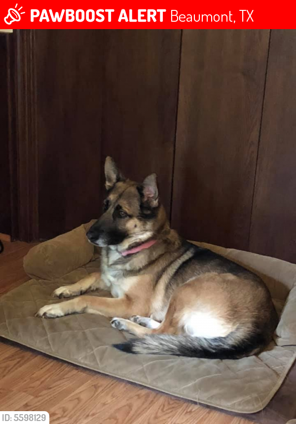 Lost Female Dog last seen Near Interstate 10 Access Road, Beaumont, TX, USA, Beaumont, TX 77705