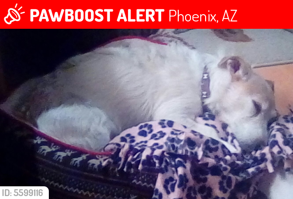 Lost Female Dog last seen Near N 7th St & E Adams St, Phoenix, AZ 85034