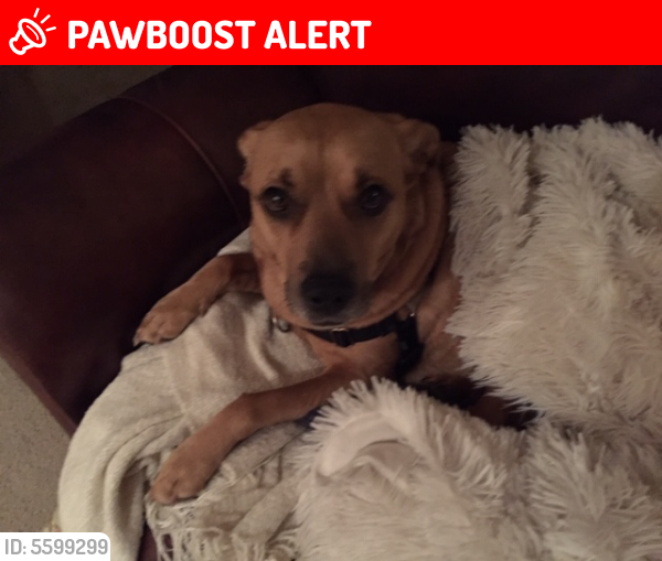 Lost Female Dog last seen Walmart at Platte and Chelton, Colorado Springs, CO 80909