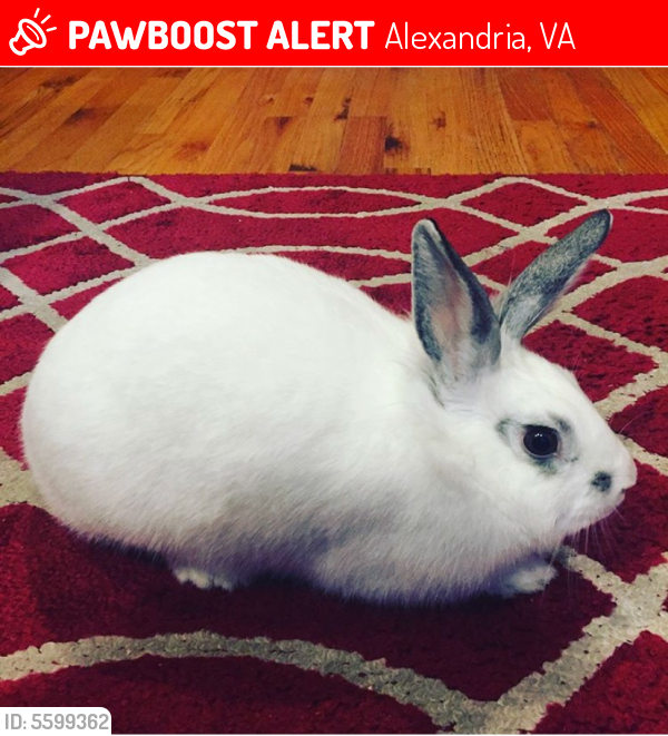 Lost Female Rabbit last seen Near Becherer Rd & Old Mount Vernon Rd, Alexandria, VA 22309