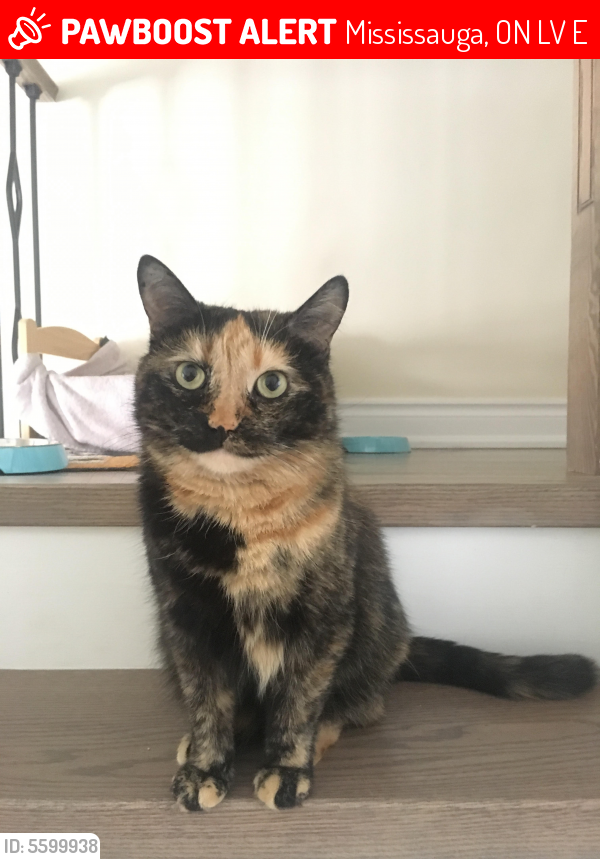 Mississauga, ON Lost Female Cat, Marbles Is Missing | PawBoost