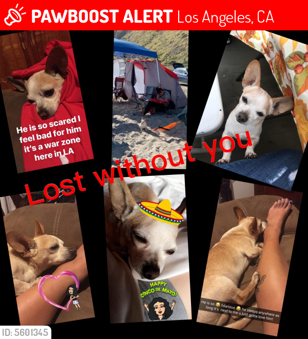 Lost Male Dog last seen Near N Broadway & Sichel St, Los Angeles, CA 90031