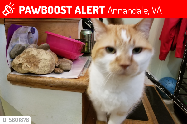 Lost Male Cat last seen Near Beverly Dr & Tobin Rd, Annandale, VA 22003