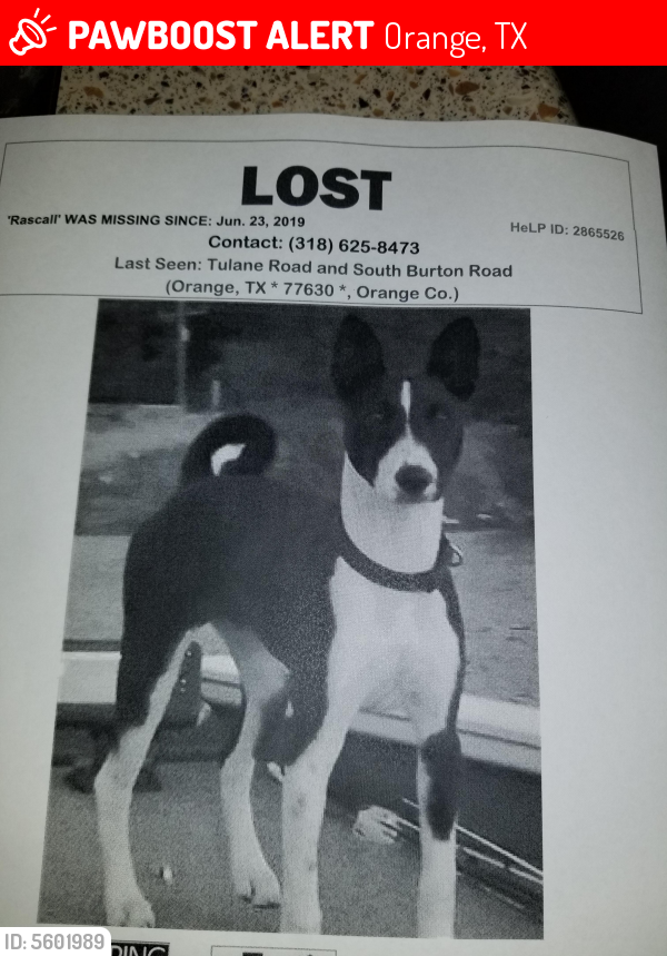 Lost Male Dog last seen S Burton @ tulaner, Orange, TX 77631