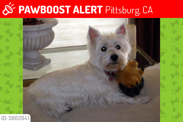 Lost Female Dog last seen Near Diehl Way & Olive Way, Pittsburg, CA 94565