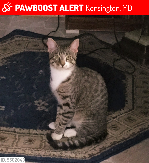 Lost Male Cat last seen Near Kent St & Kensington Pkwy, Kensington, MD 20895