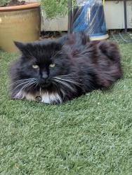 Reunited Male Cat last seen Near SW Teal Blvd & SW Murray Blvd, Beaverton, OR 97008