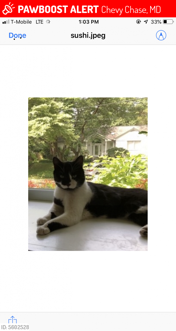 Lost Male Cat last seen Near Grantham Ave & Surrey St, Chevy Chase, MD 20815