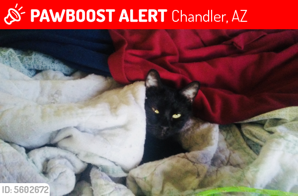 Lost Female Cat last seen Near W Locust Dr & S Cox Ct, Chandler, AZ 85248