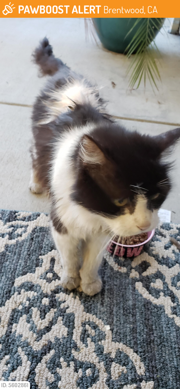 Found/Stray Unknown Cat last seen Near Cypress St & Acacia Ct, Brentwood, CA 94513