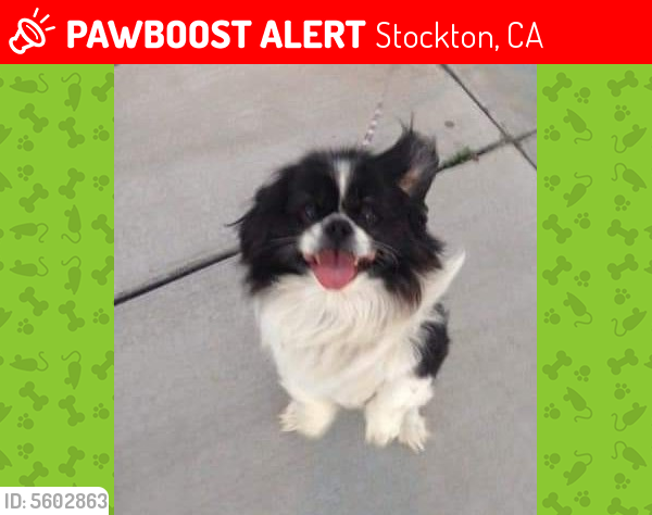 Lost Male Dog last seen Near Rieti Ln & Inspiration Dr, Stockton, CA 95212