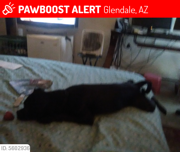 Lost Male Dog last seen Near N Mobile Home Park & Mobile Home Park, Glendale, AZ 85301