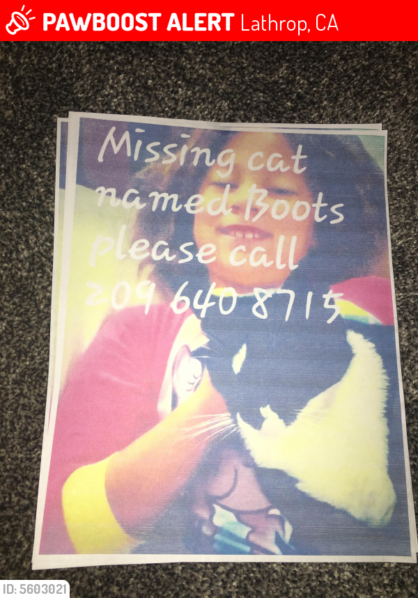 Lost Male Cat last seen Near Jasper St & Warren Ave, Lathrop, CA 95330