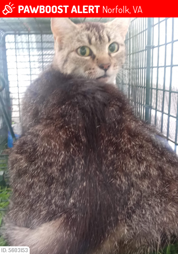 Lost Female Cat last seen Near Carolina Ave & Gosnold Ave, Norfolk, VA 23508