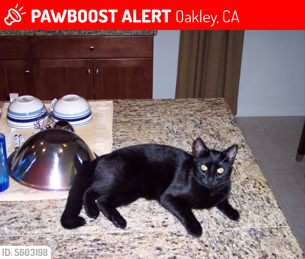 Lost Female Cat last seen Near Crane Ct & Snowy Egret Way, Oakley, CA 94561