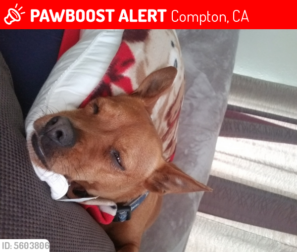 Lost Male Dog last seen Near Compton and lynwood, Compton, CA 90221
