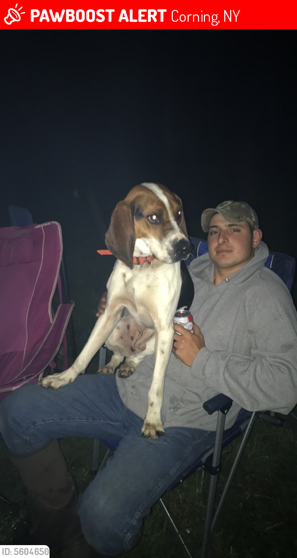 Lost Male Dog in Corning, NY 14830 Named Diesel (ID 5604650) PawBoost