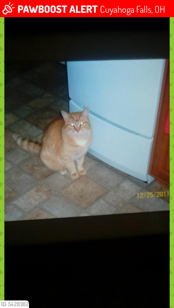 Lost Male Cat last seen Near Eakins Rd & Kimberlyn Dr, Cuyahoga Falls, OH 44223