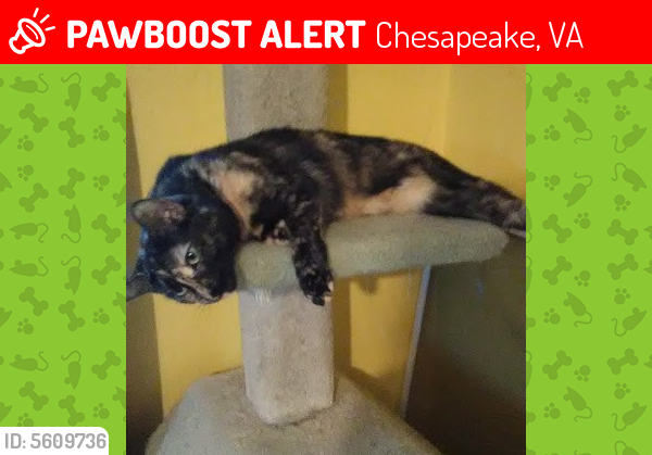 Lost Female Cat last seen Near Warhawks Rd & Rebel Rd, Chesapeake, VA 23322