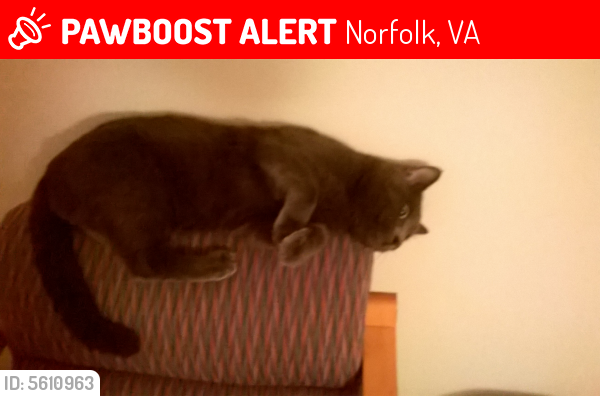 Lost Male Cat last seen Near Gifford St & Hilton St, Norfolk, VA 23518