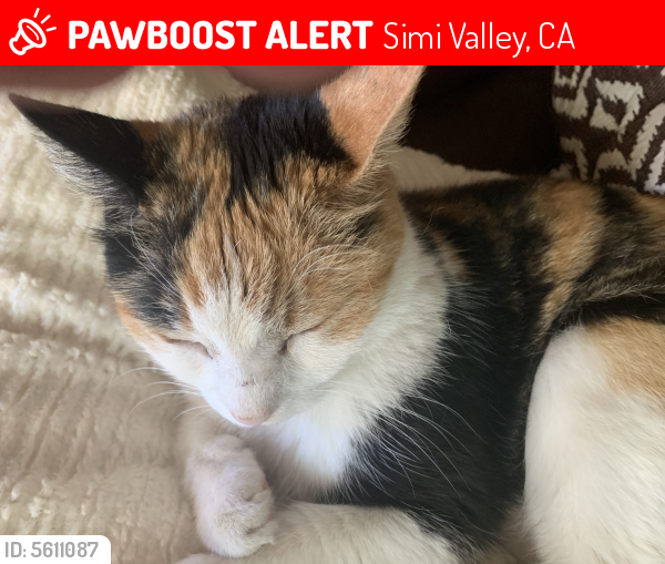 Lost Female Cat in Simi Valley, CA 93065 Named Chloe (ID: 5611087 ...