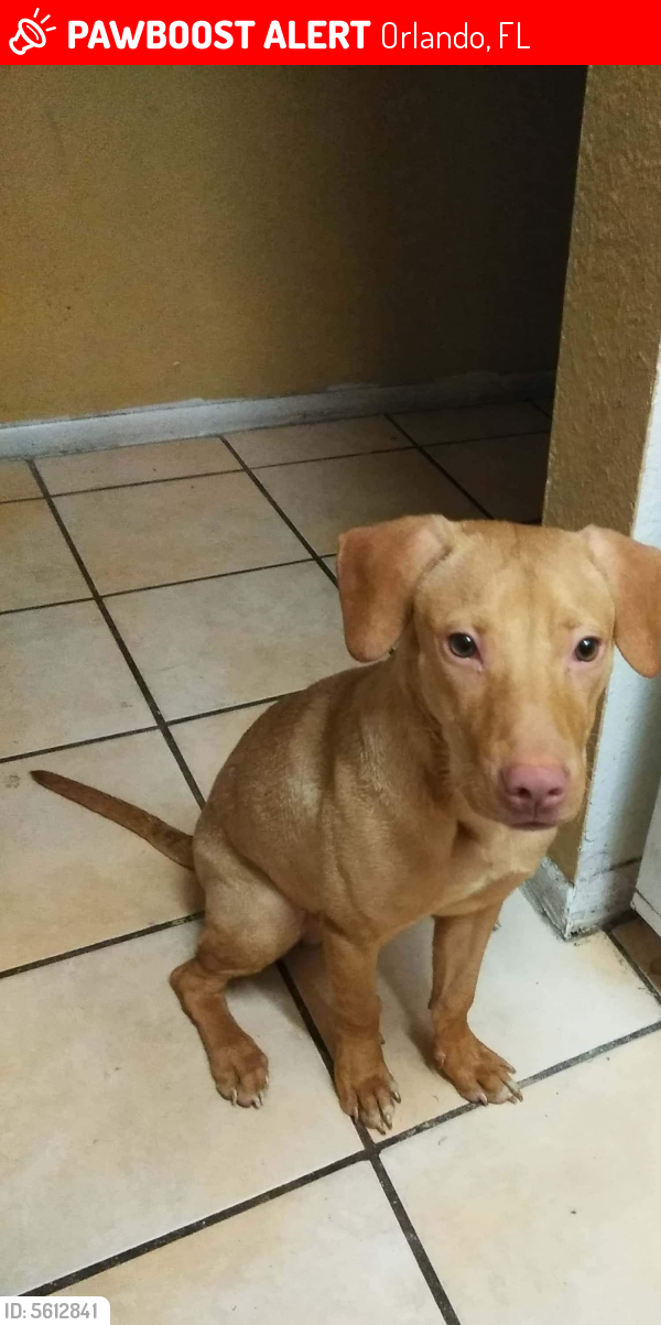Lost Male Dog last seen Near S Rio Grande Ave & 30th St, Orlando, FL 32805