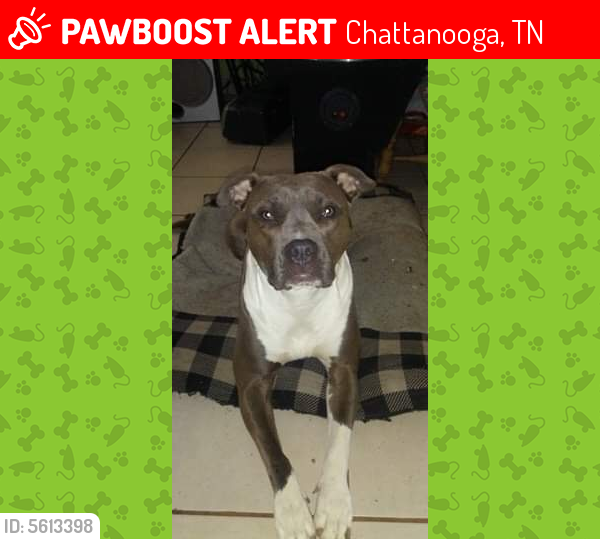 Lost Female Dog last seen Near Old Lee Hwy & Bonny Oaks Dr, Chattanooga, TN 37421