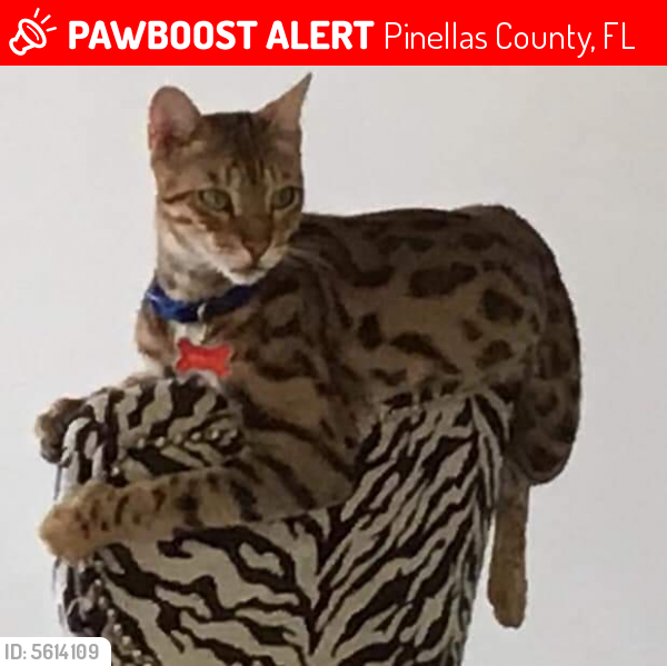 Lost Male Cat last seen Near 94th Ave N & 135th St, Pinellas County, FL 33776