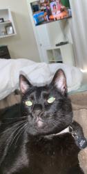 Reunited Female Cat last seen Near 4th St & Central Way, Seal Beach, CA 90740