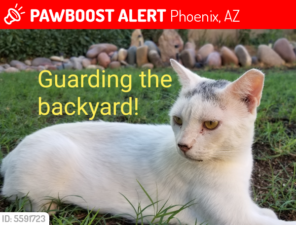 Lost Male Cat last seen Near S 73rd Dr & W Ellwood, Phoenix, AZ 85043