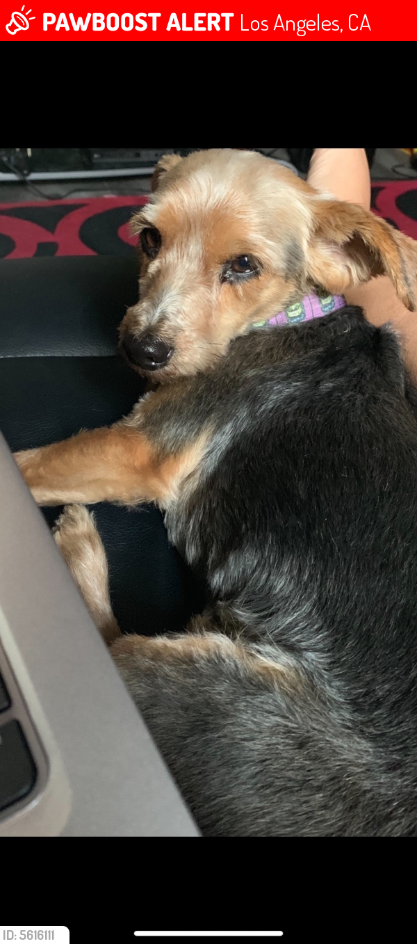 Lost Male Dog last seen Near W 109th St & S Spring St, Los Angeles, CA 90061