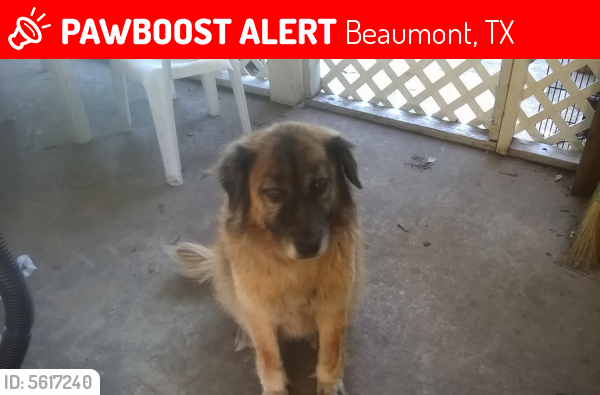 Lost Female Dog last seen Burrell Loop Road, Beaumont, TX, USA, Beaumont, TX 77705