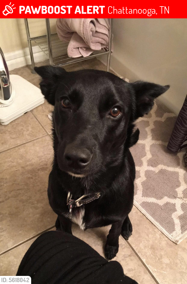 Lost Female Dog last seen Near S Willow St & Union Ave, Chattanooga, TN 37404