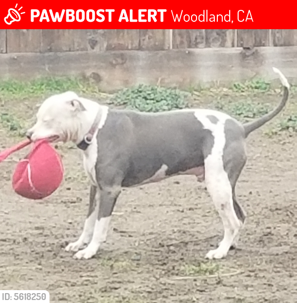 Lost Male Dog last seen Near Hecke Dr & Blowers Dr, Woodland, CA 95776