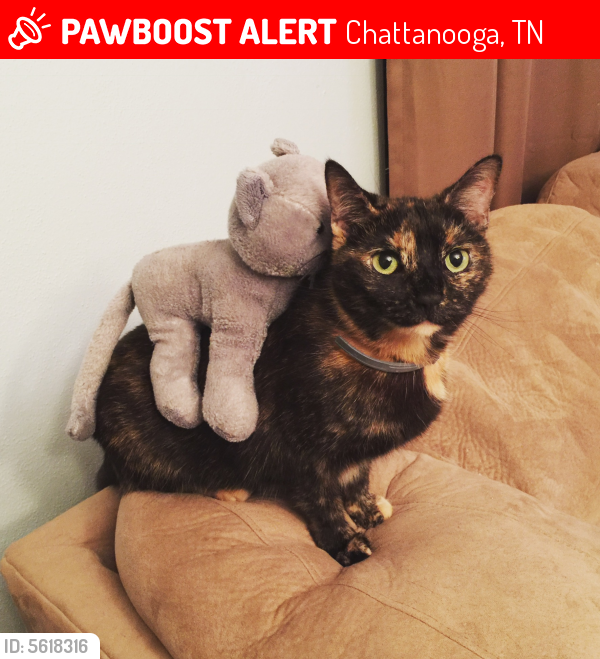 Lost Female Cat last seen Near Cline St & Berkeley Dr, Chattanooga, TN 37415
