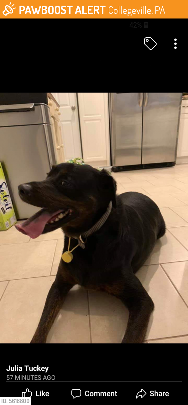Found/Stray Unknown Dog last seen ROUTE 113 COLLEGEVILLE, Collegeville, PA 19426
