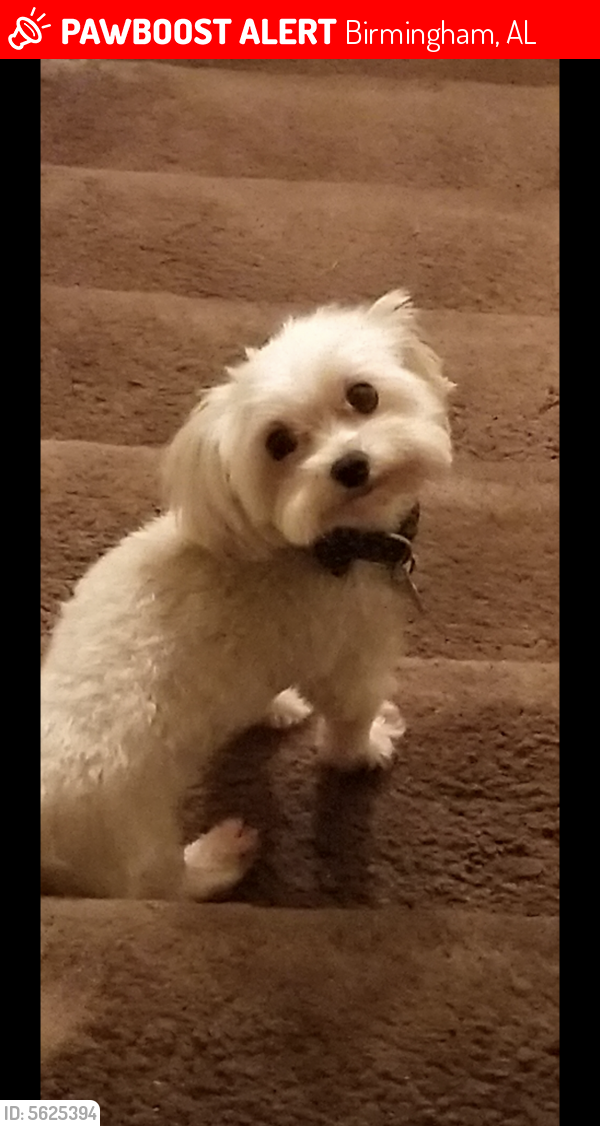 Lost Male Dog last seen Near Hickory Dr & Olive Ave, Birmingham, AL 35215