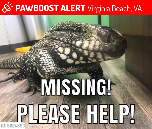 Lost Male Reptile last seen Near Broad St & Kellam Rd, Virginia Beach, VA 23462