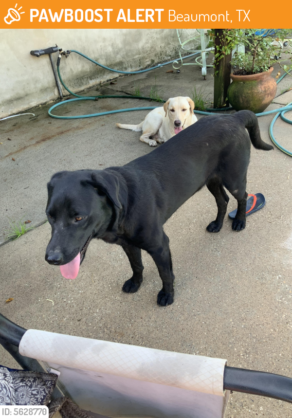 Found/Stray Unknown Dog last seen Near State Hwy 105 & Keith road , Beaumont, TX 77708