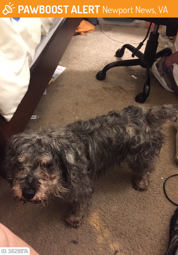 Found/Stray Male Dog last seen Near 26th St & West Ave, Newport News, VA 23607
